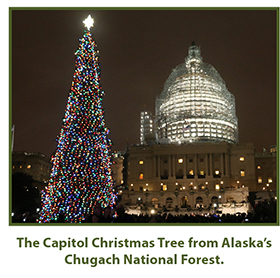 The Capitol Christmas Tree